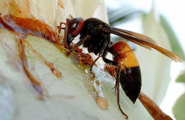 蜂类防治知识